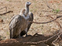 Bologonja_Seronera2009-52